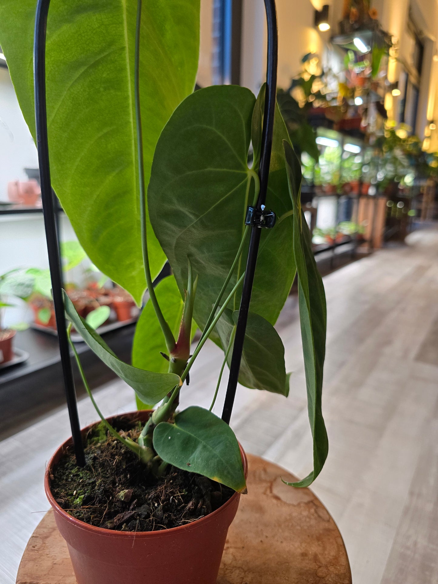 Anthurium queremalense