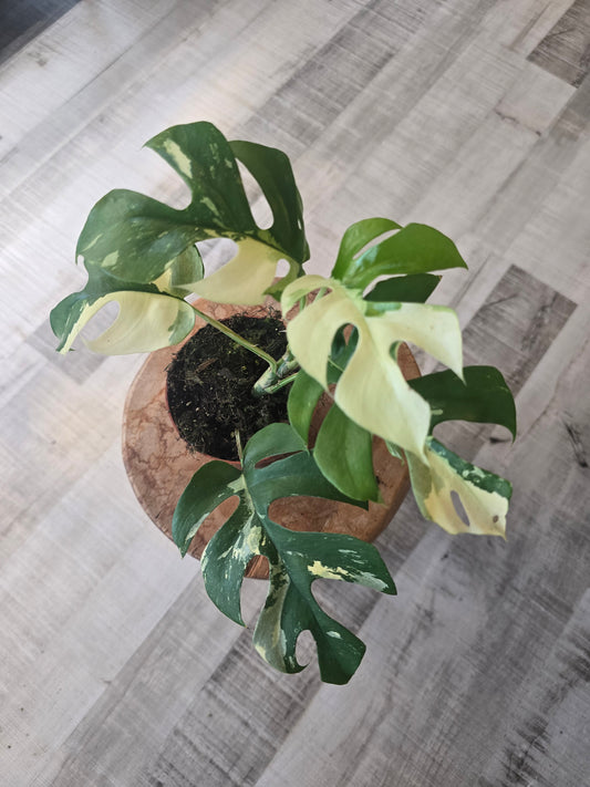 Rhaphidophora tetrasperma variegata