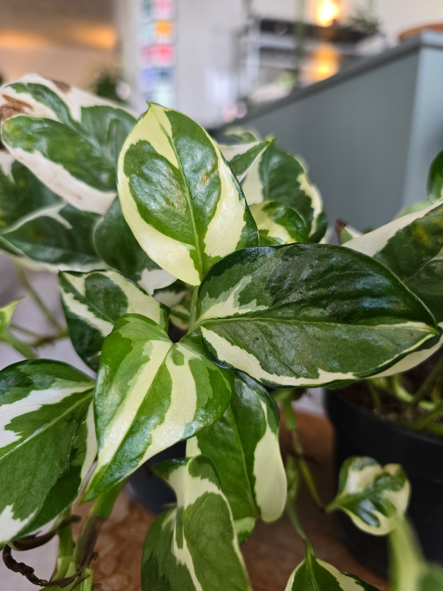 Epipremnum Pinnatum N'Joy