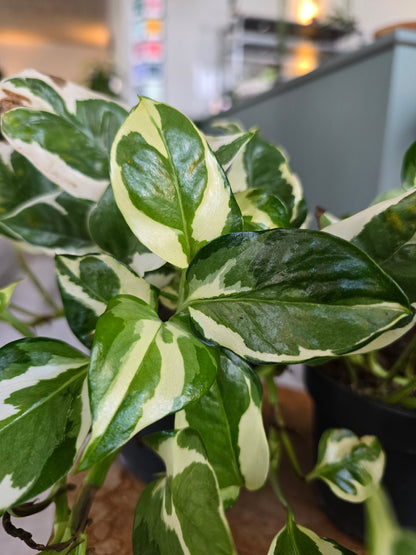 Epipremnum Pinnatum N'Joy