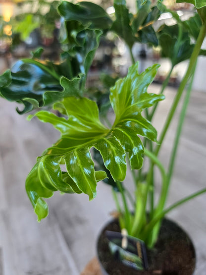 Philodendron Atlantis