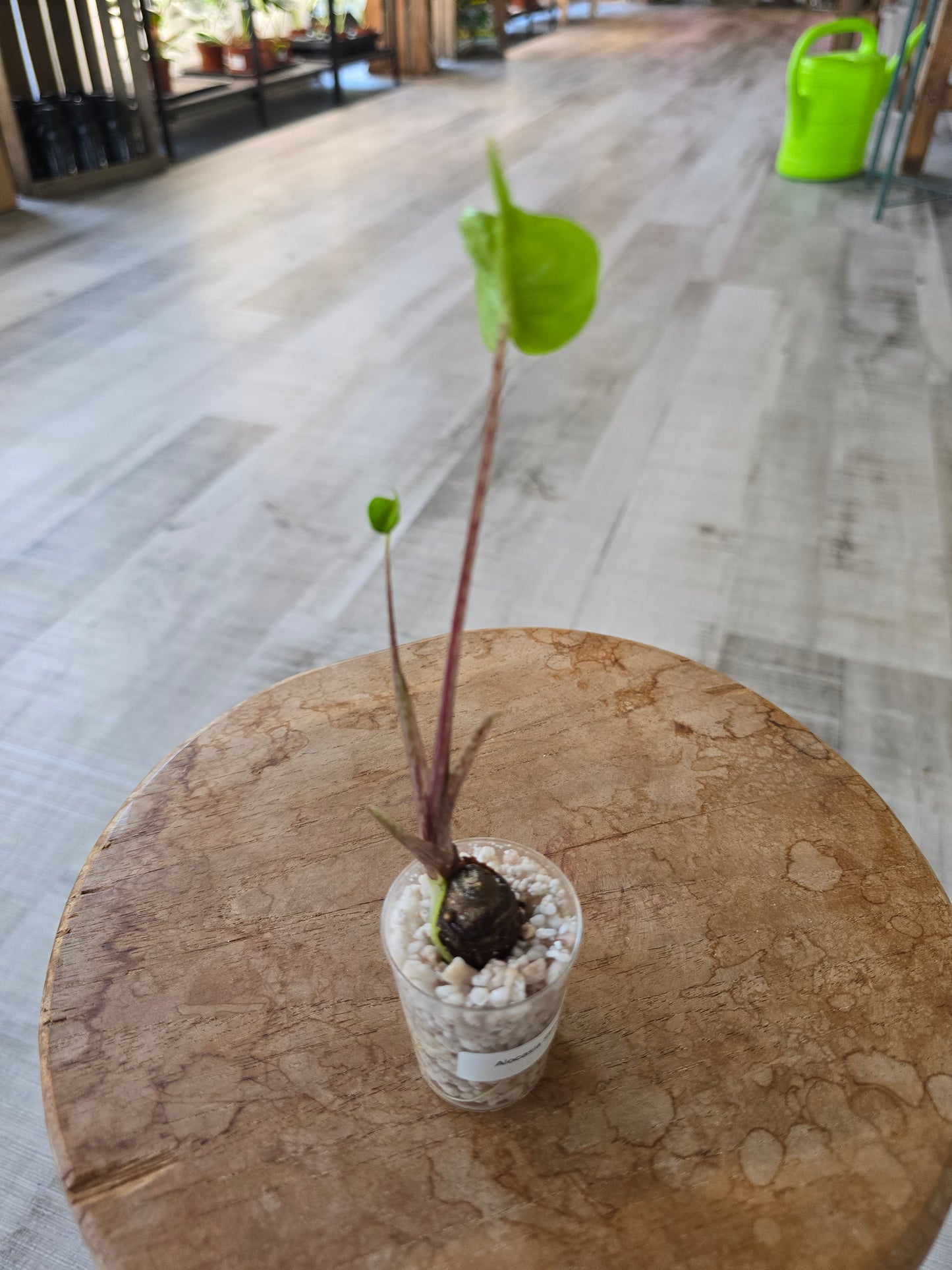 Alocasia Stingray (JP)