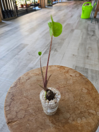 Alocasia Stingray (JP)