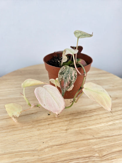 Philodendron scandens micans pink marble variegata