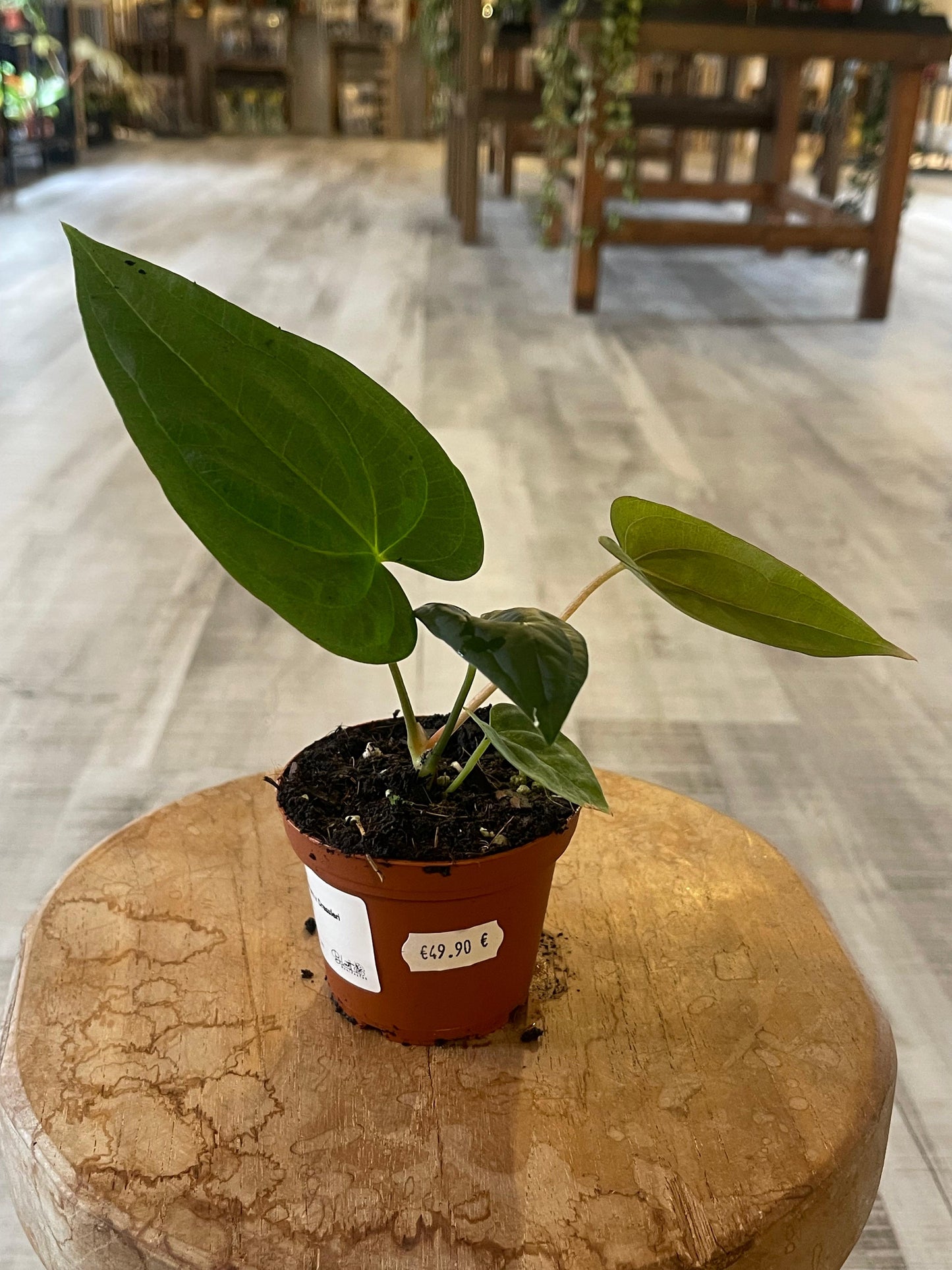 Anthurium papillilaminum x Dressleri (S3)