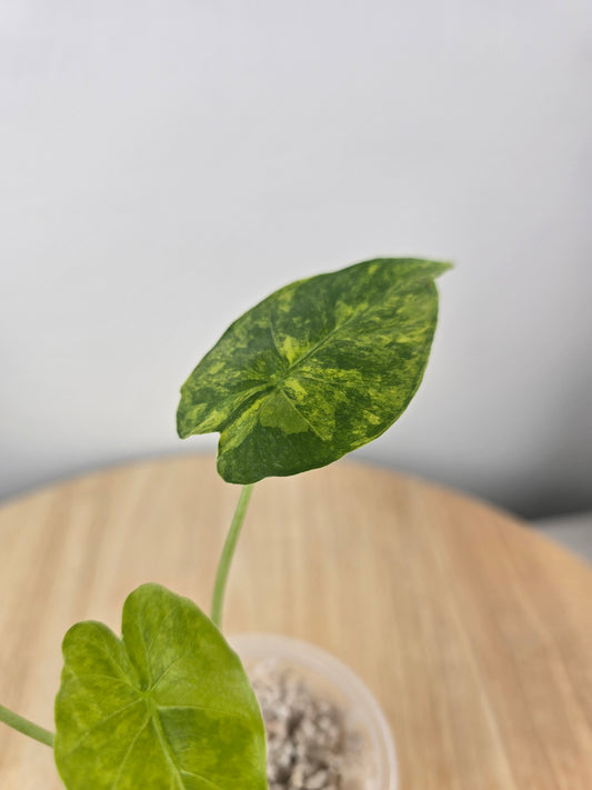 Alocasia gageana aurea (JP)