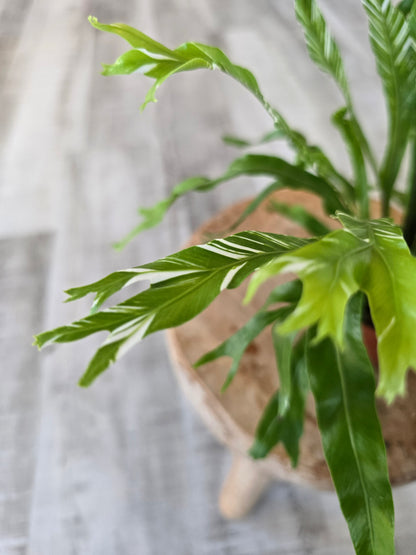 Asplenium Nidus variegata