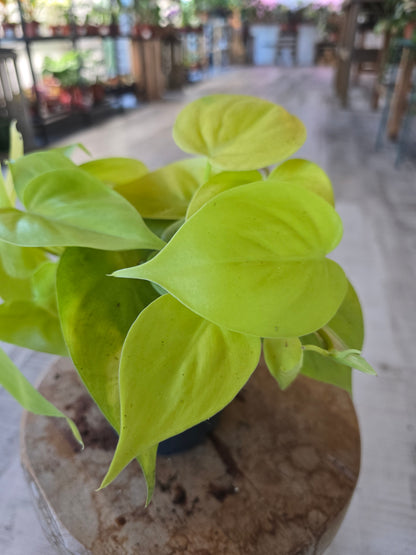 Philodendron scandens 'Lime'