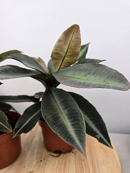 Labisia pumila