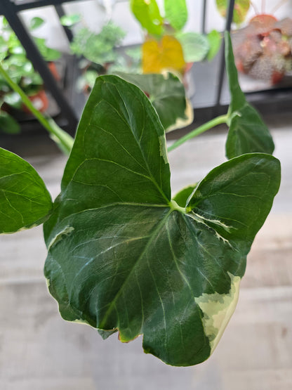 Xanthosoma sagittifolium Mickey Mouse