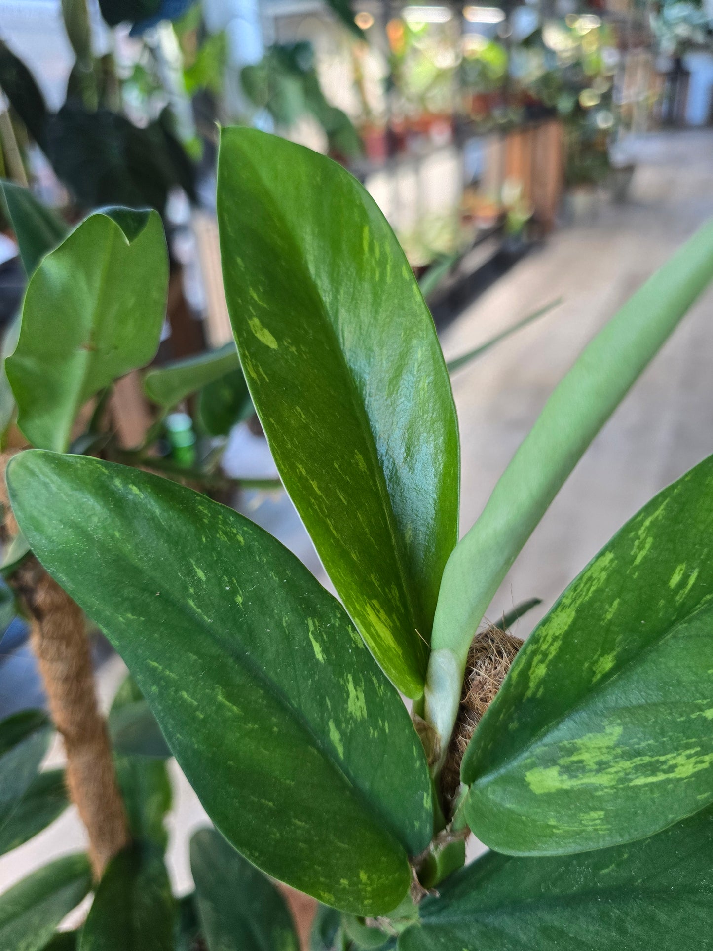 Rhaphidophora elliptica aurea
