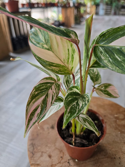 Calathea Glaza