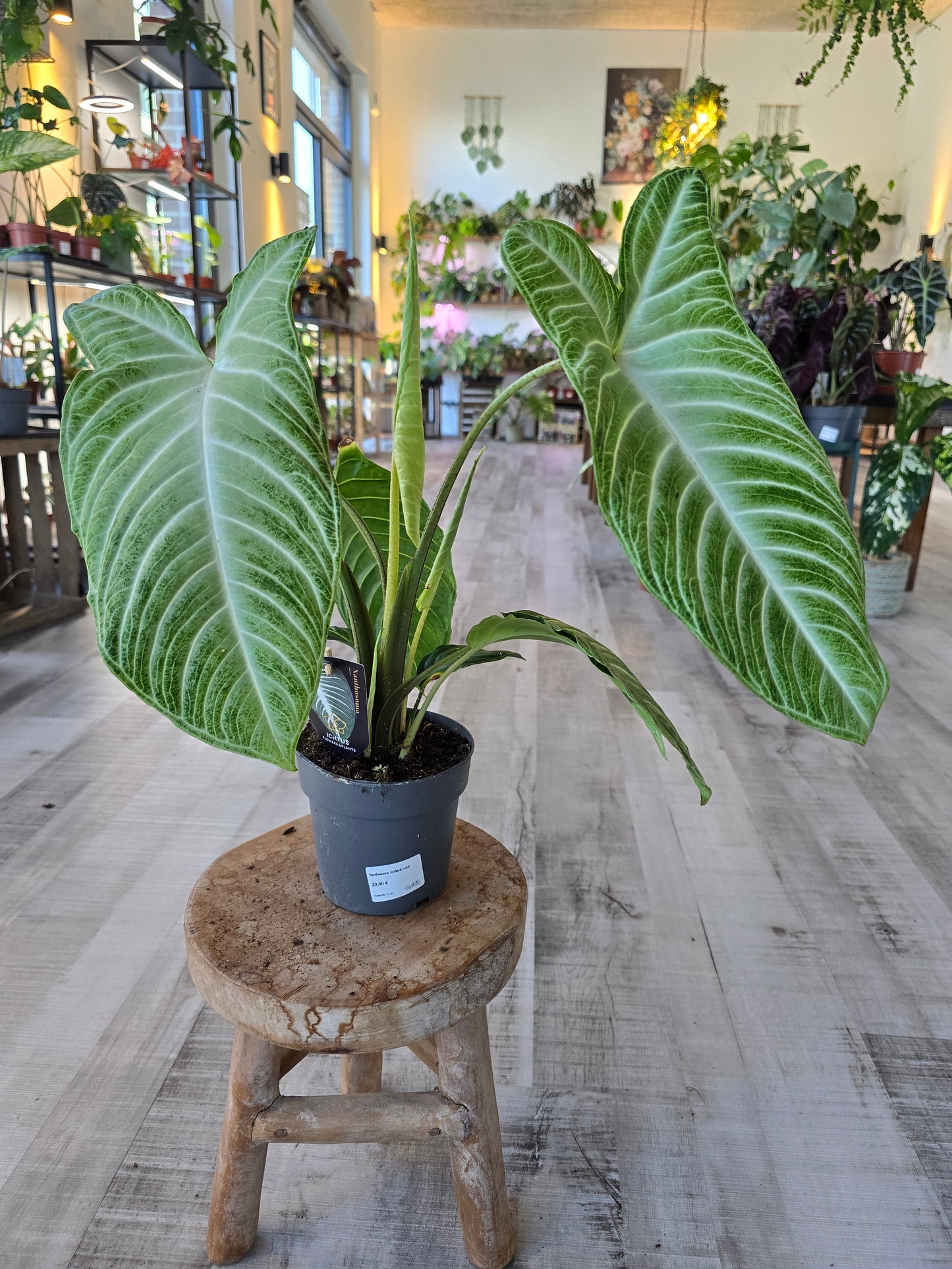 Xanthosoma Lindenii Mint