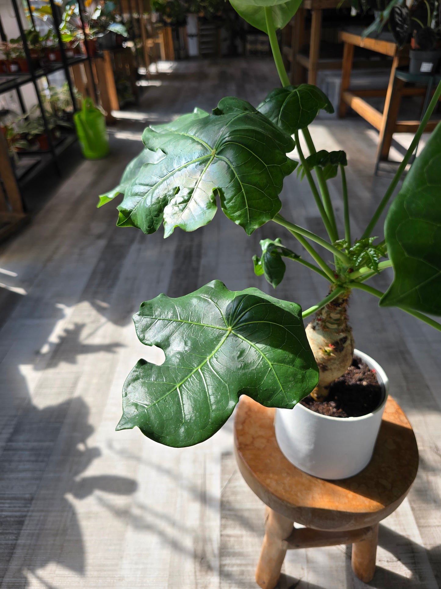 Jatropha Podagrica