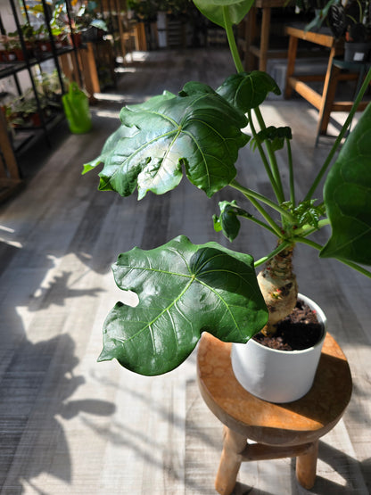 Jatropha Podagrica