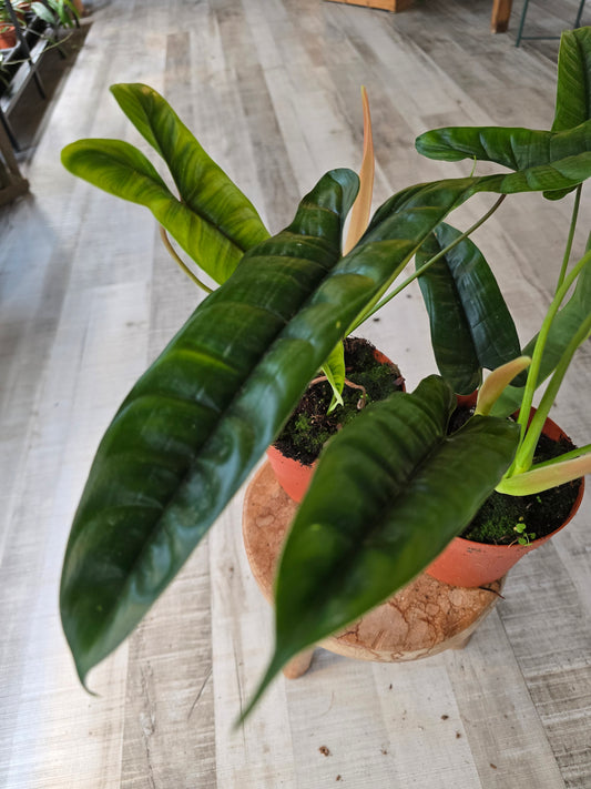 Philodendron Felix