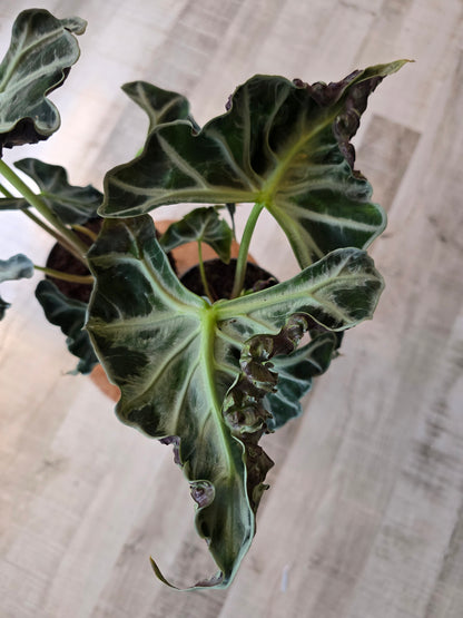 Alocasia 'Loco'