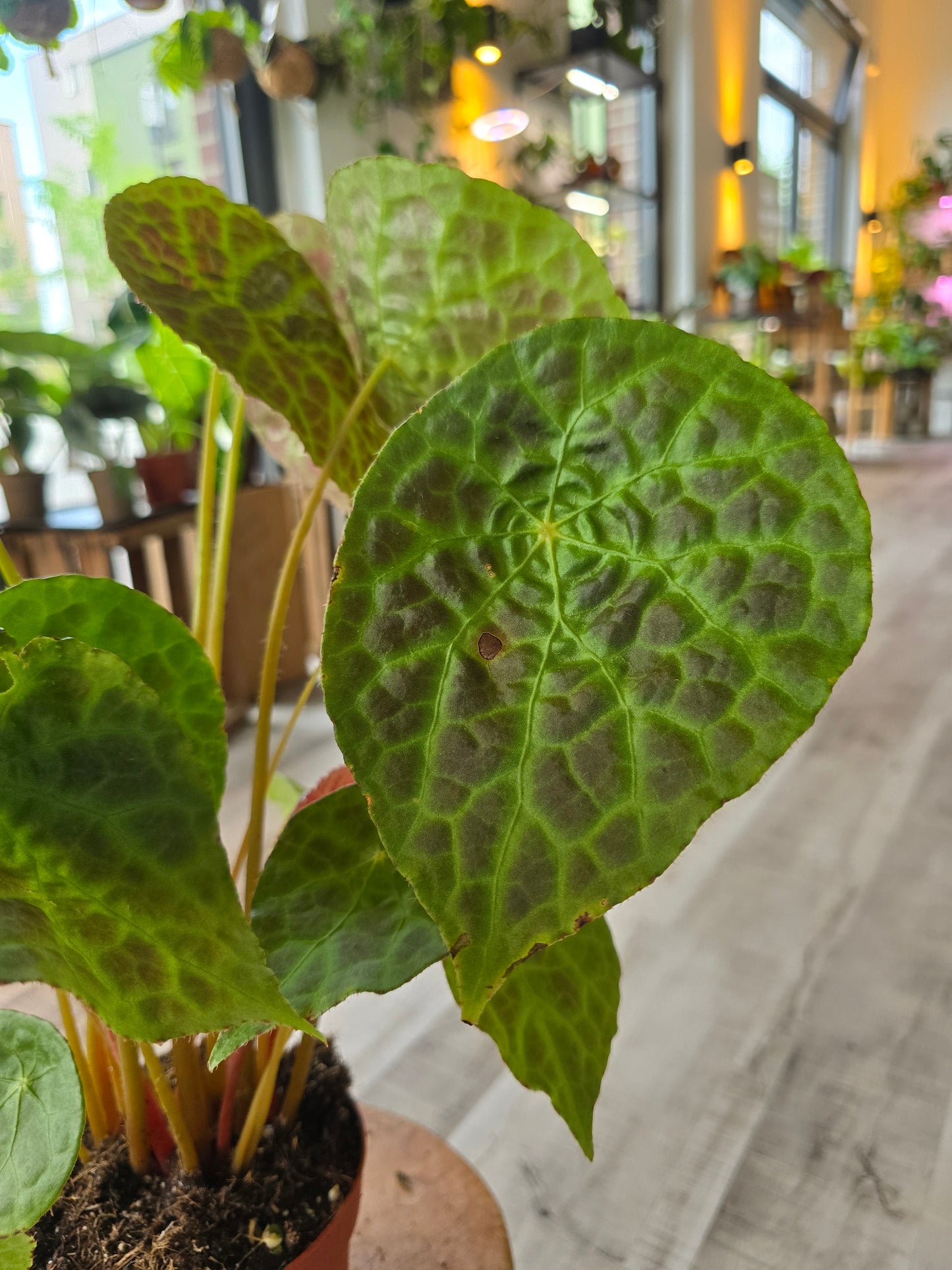 Begonia phuthoensis