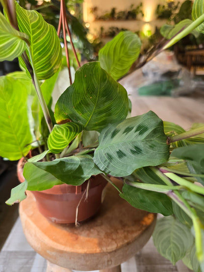 Maranta Light Veins