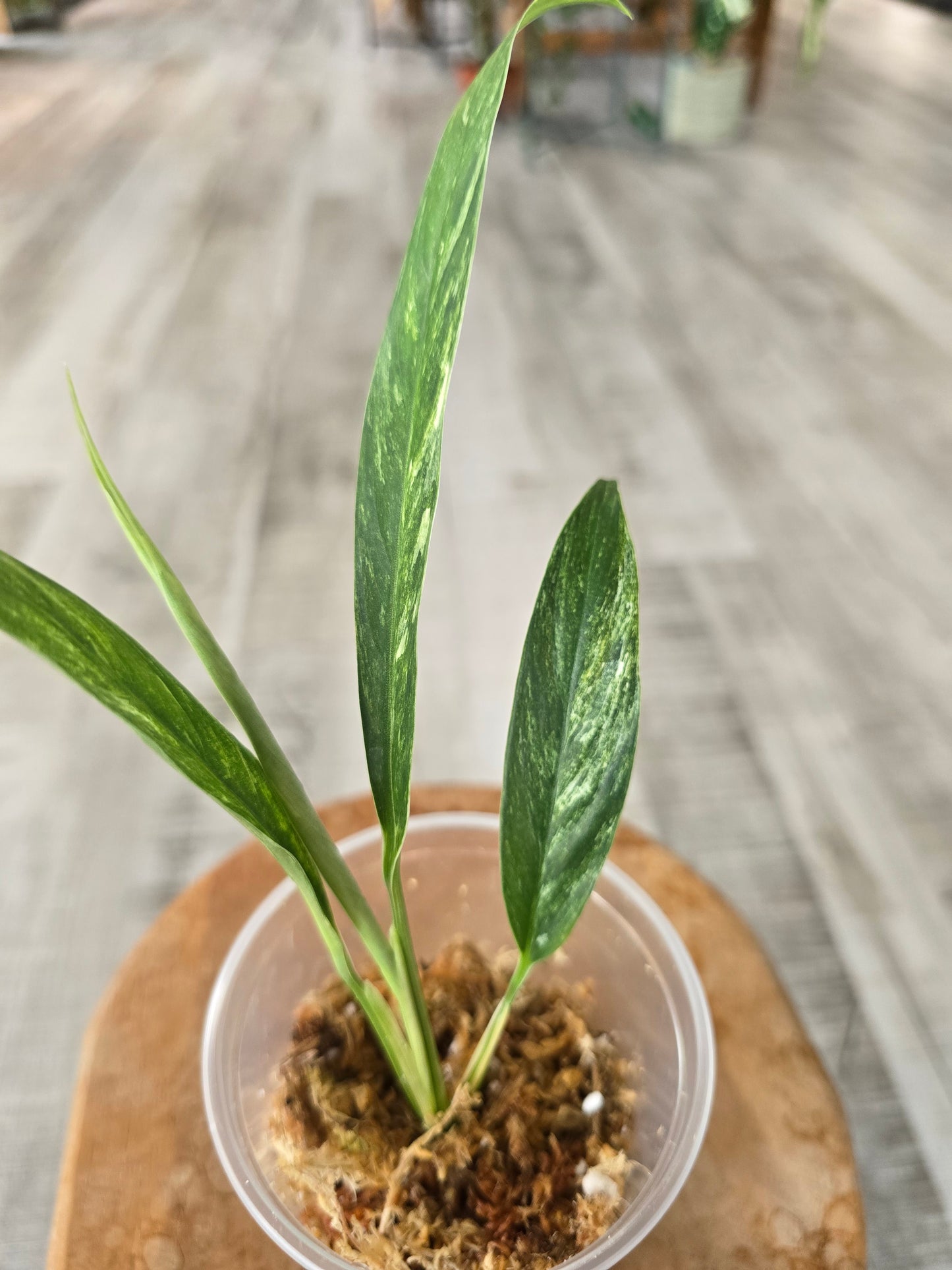 Rhaphidophora Megasperma variegata