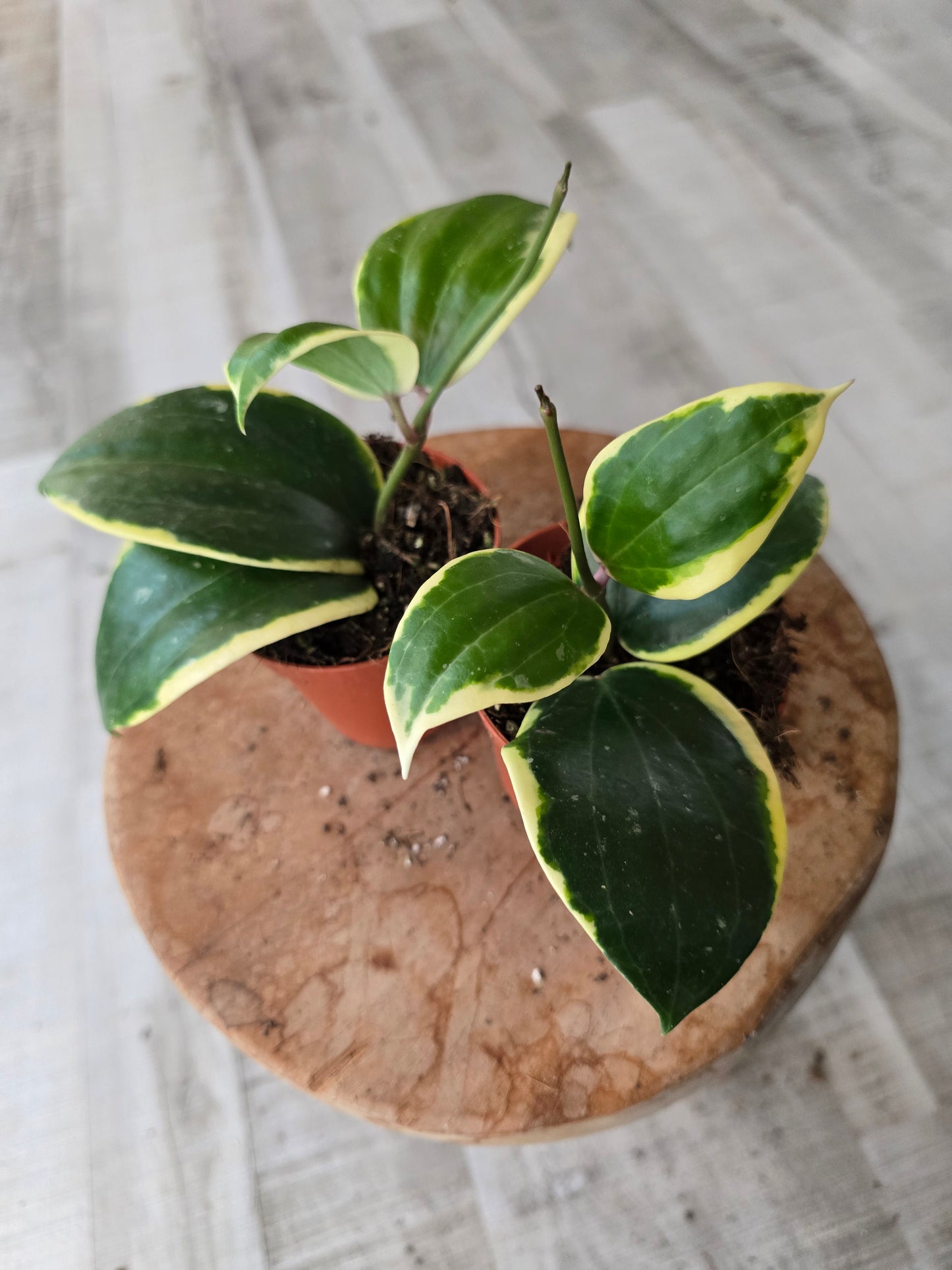 Hoya latifolia albomarginata 'Round leaf'