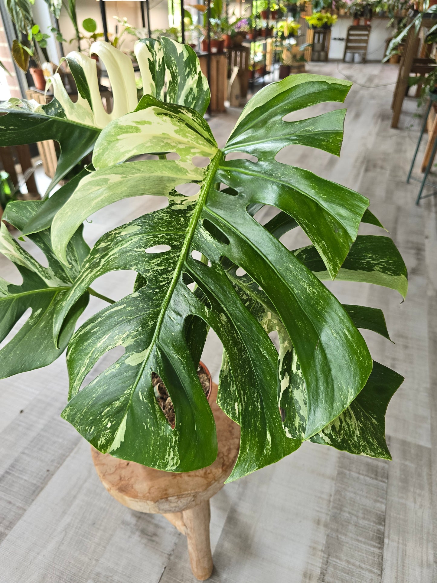 Monstera deliciosa variegata