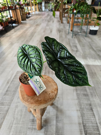 Alocasia Dragon Scale (SC)