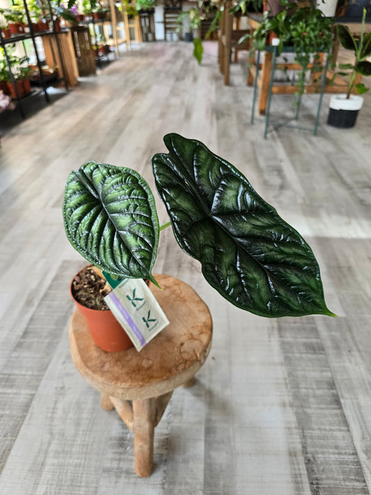 Alocasia Dragon Scale (SC)