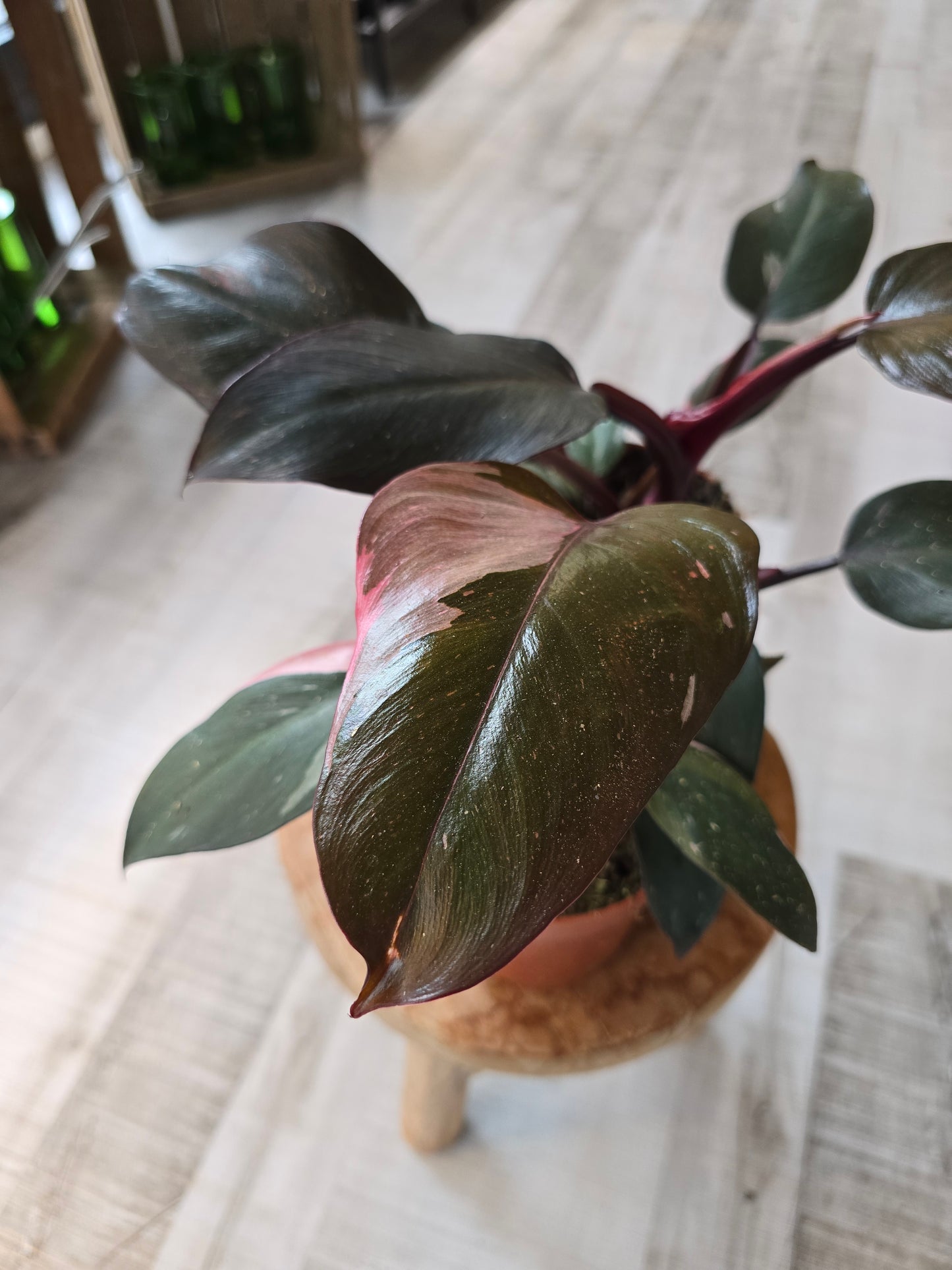 Philodendron Pink Princess
