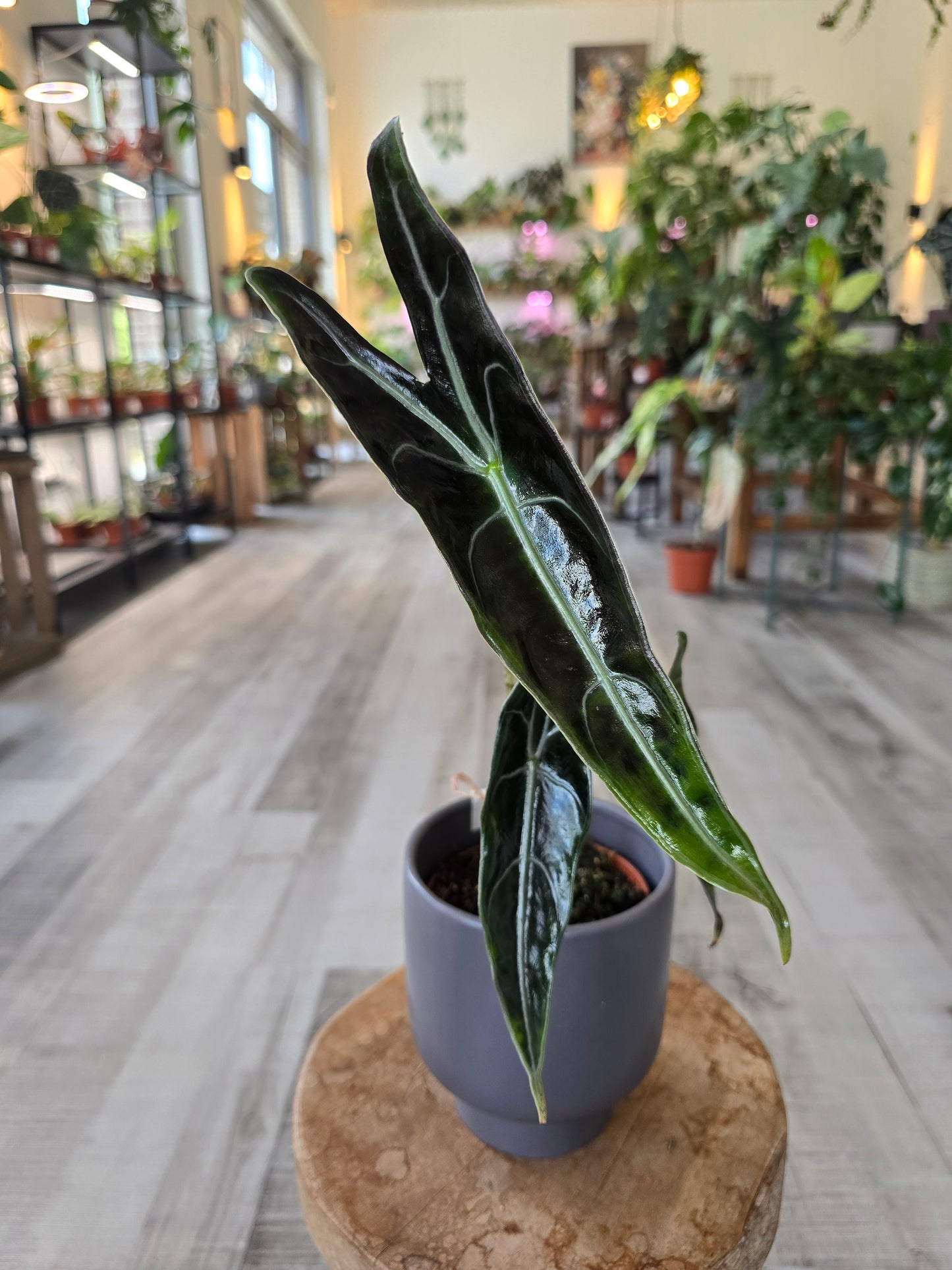 Alocasia Longiloba « Purple »