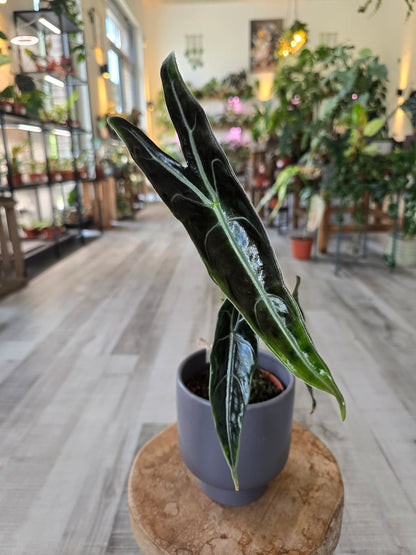 Alocasia Longiloba 'Purple'