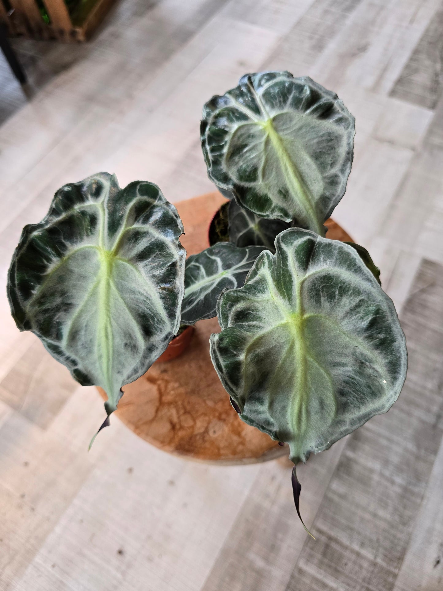 Alocasia Venom