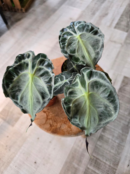 Alocasia Venom