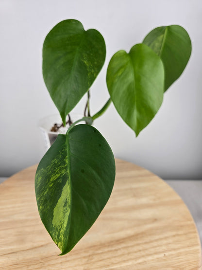 Monstera Borsigiana aurea (JP)