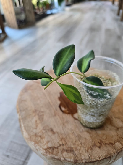 Hoya DS 70 variegata (JP)