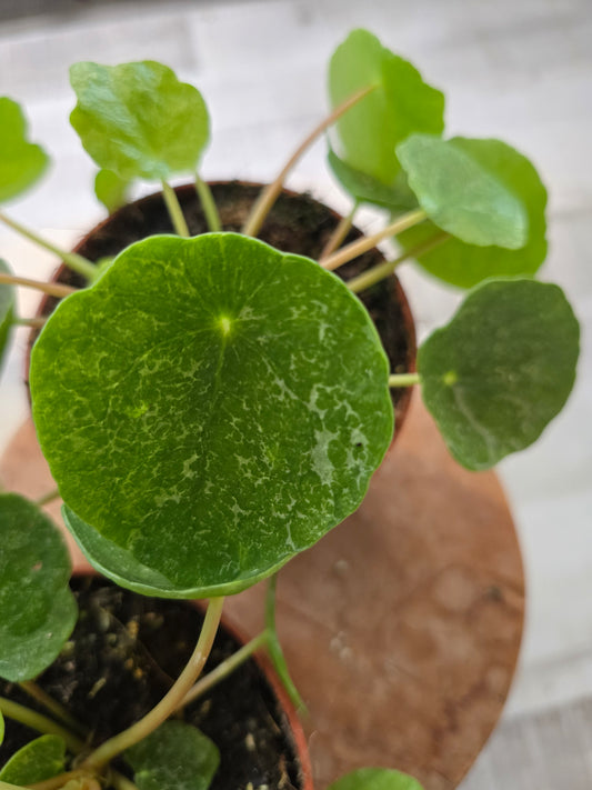 Pilea peperomioides 'Sugar'