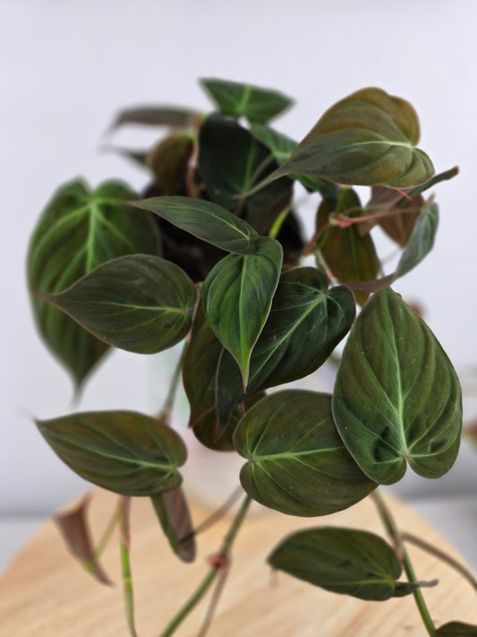 Philodendron scandens micans