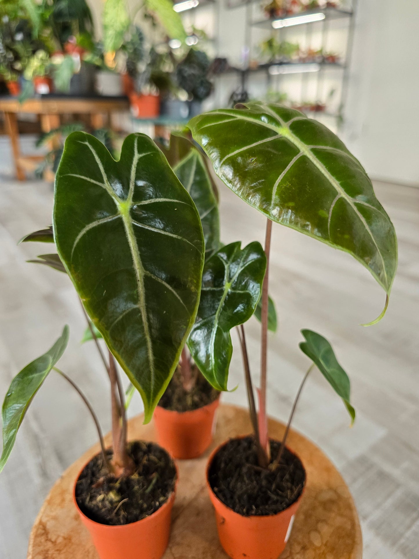 Alocasia Longiloba 'purple vein'