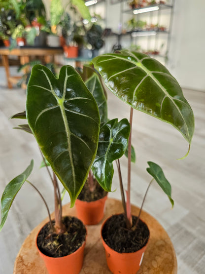 Alocasia Longiloba 'purple vein'