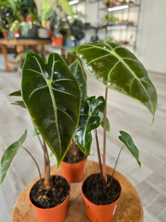 Alocasia Longiloba 'purple vein'