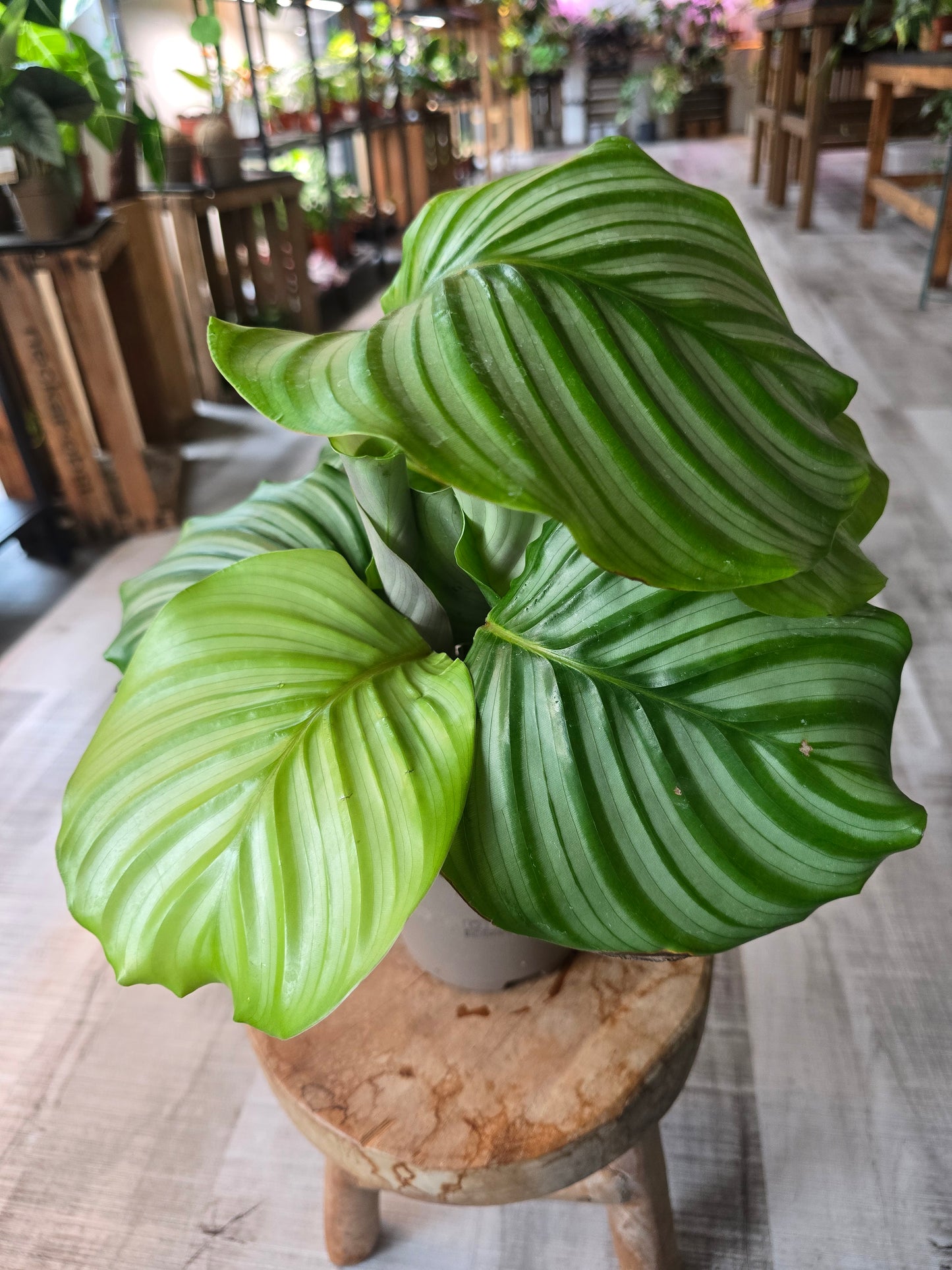 Calathea Orbifolia