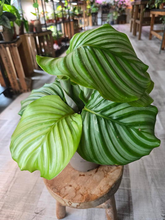 Calathea Orbifolia