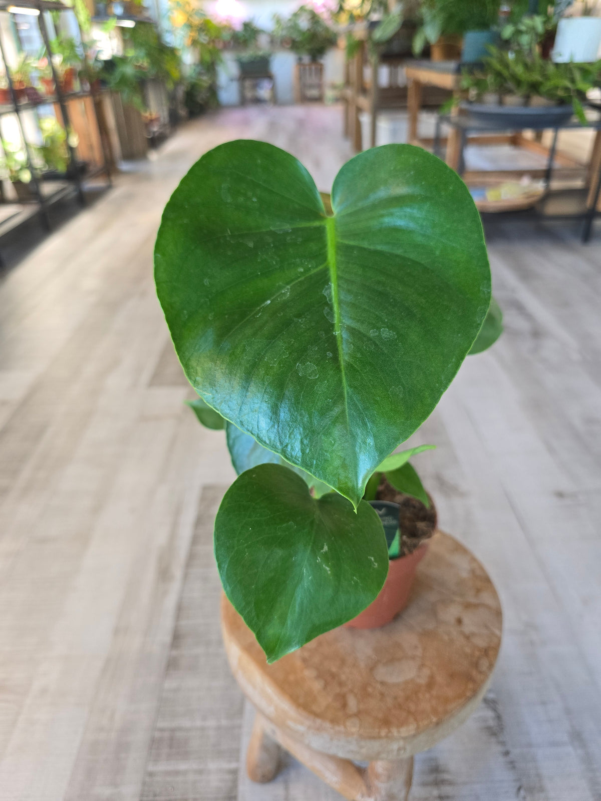 Monstera deliciosa