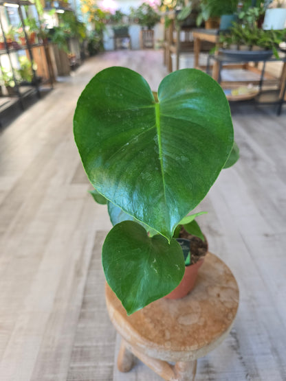 Monstera deliciosa