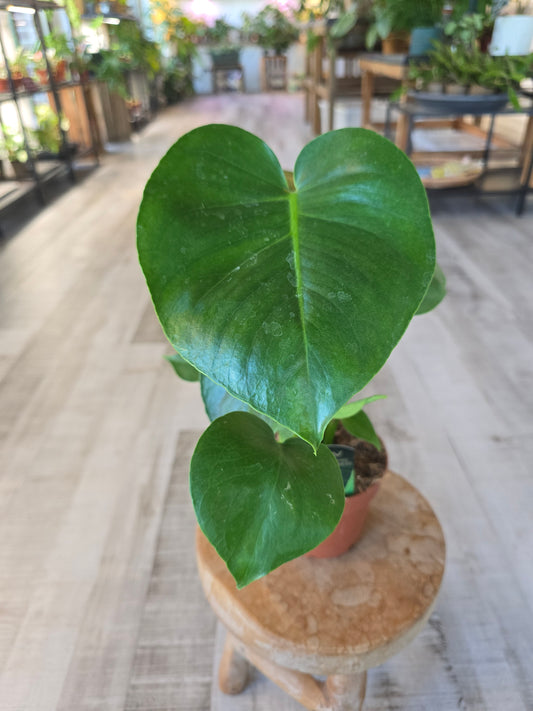 Monstera deliciosa