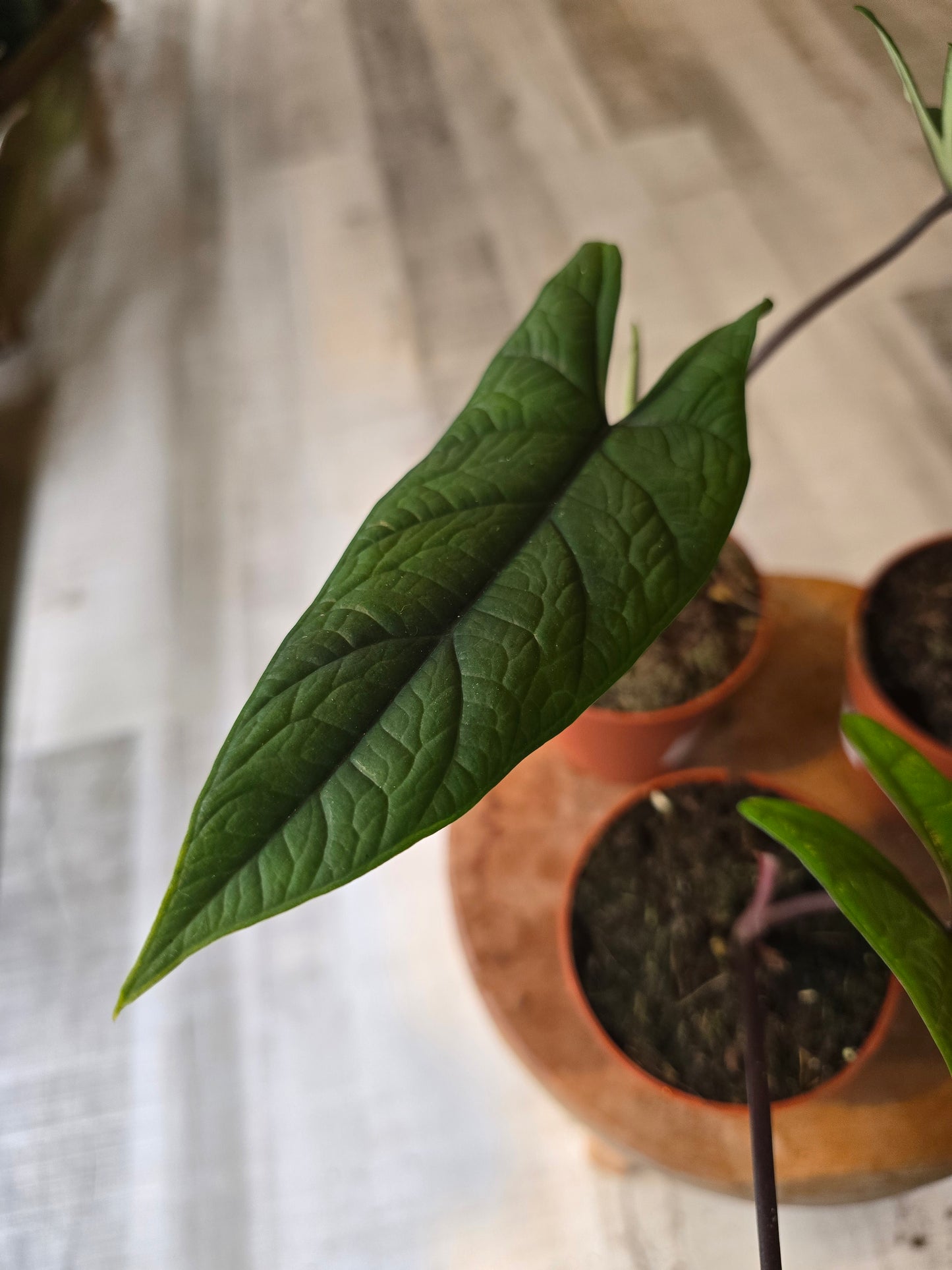 Alocasia Scalprum