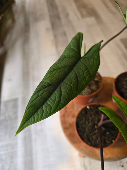 Alocasia Scalprum