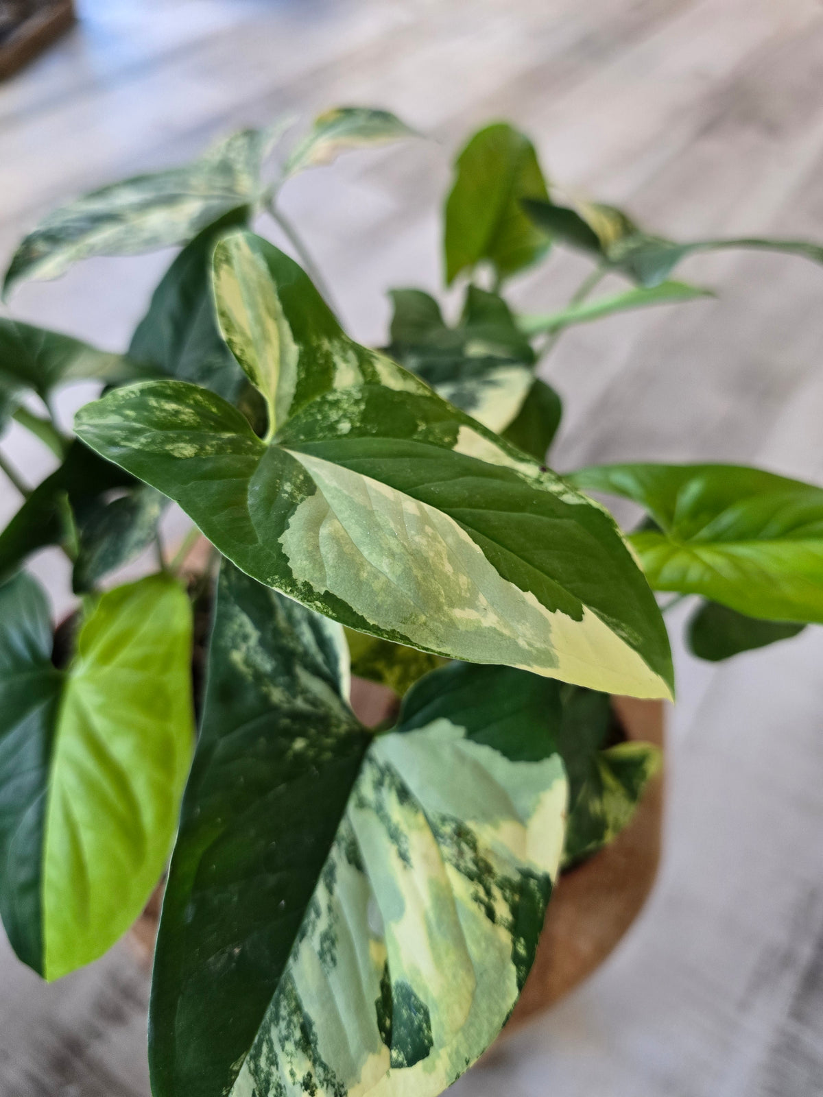 Syngonium Aurea