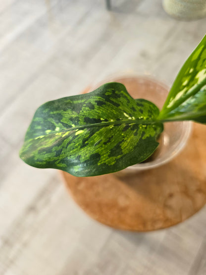 Dieffenbachia Crocodile (JP)