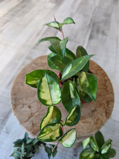 Hoya carnosa 'Tricolor' 'S'